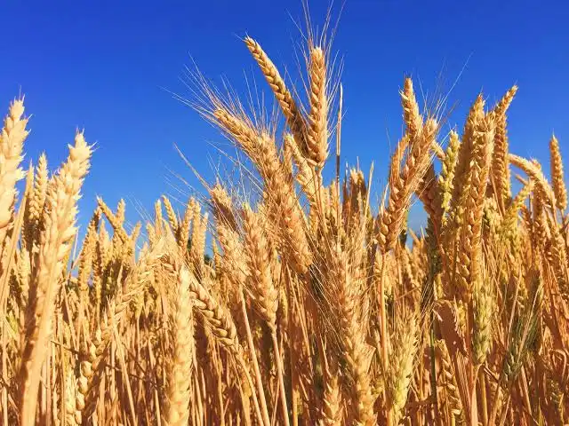 Wheat Bali Fields