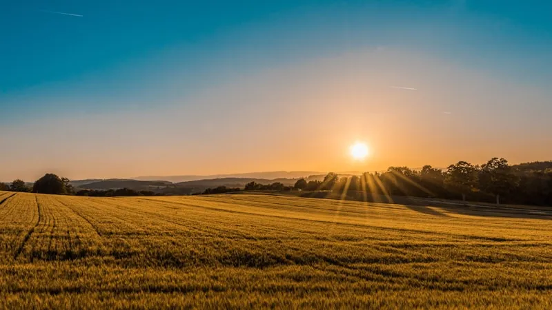 Wheat Fields - Our Foundation